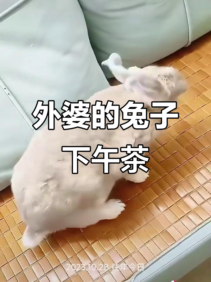 六十岁外婆带兔子喝下午茶，调皮小兔气坏她