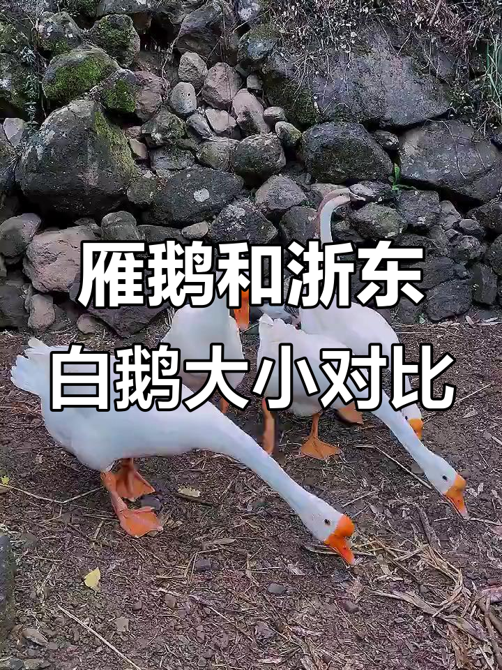 雁鹅与浙东大白鹅体型差异大,一眼就能看出来