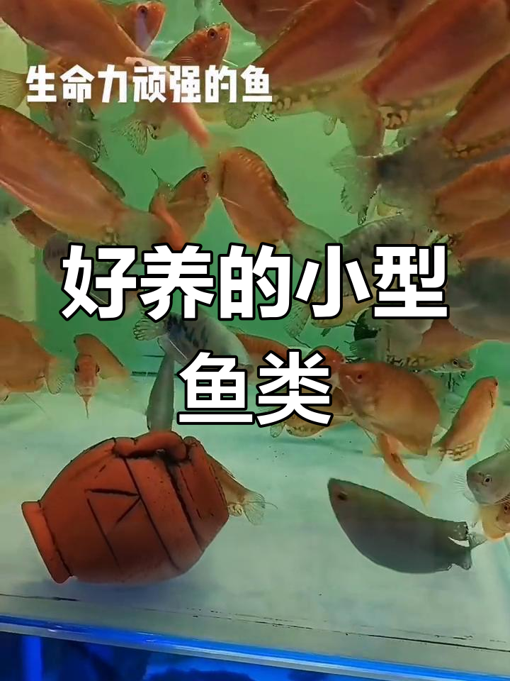 十大最易养的观赏鱼推荐