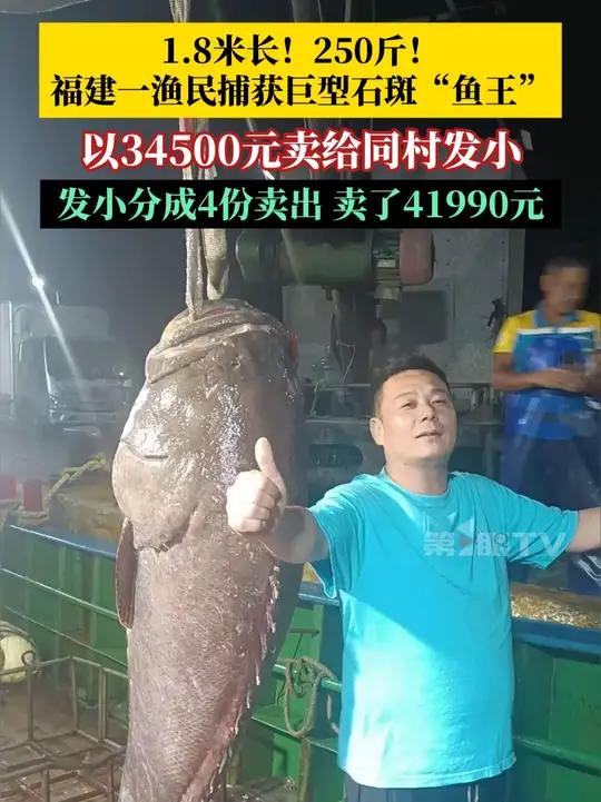 1.8米长!250斤!福建一渔民捕获巨型石斑“鱼王”,以34500元卖给同村发小,发小杀完