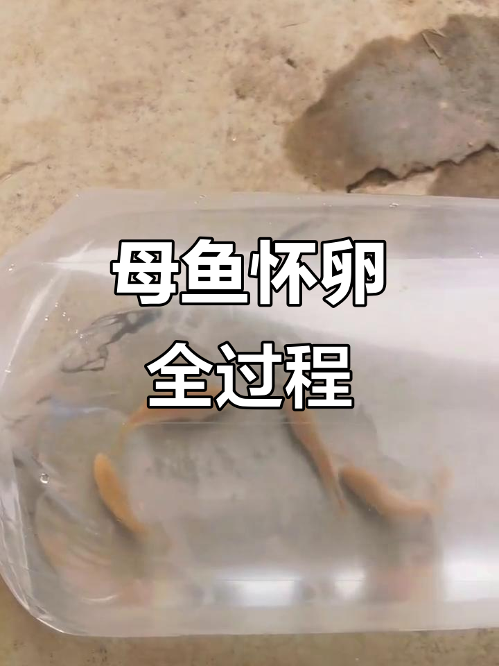 母鱼抱卵,斗鱼的繁殖过程揭秘