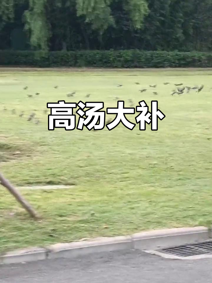 仿佛看到了我的高汤,滋补效果满分