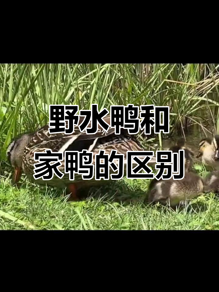 野生水鸭与家养差别不大，竟能如此亲近