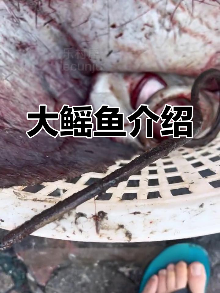 鳐鱼种类大揭秘,红鱼有多大?