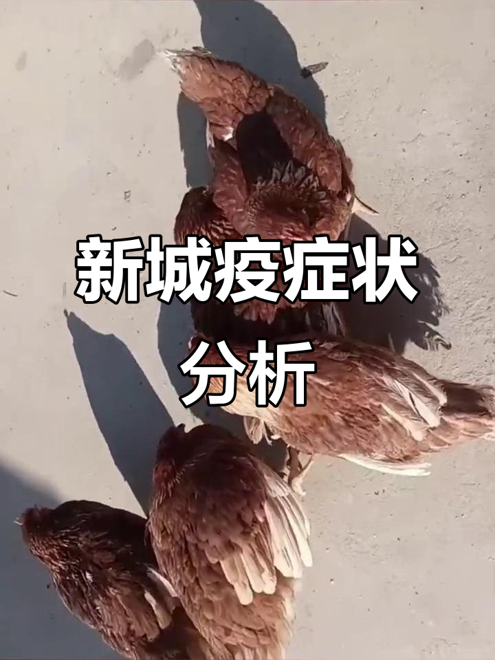 新城疫症状解析:鸡群感染后的典型表现
