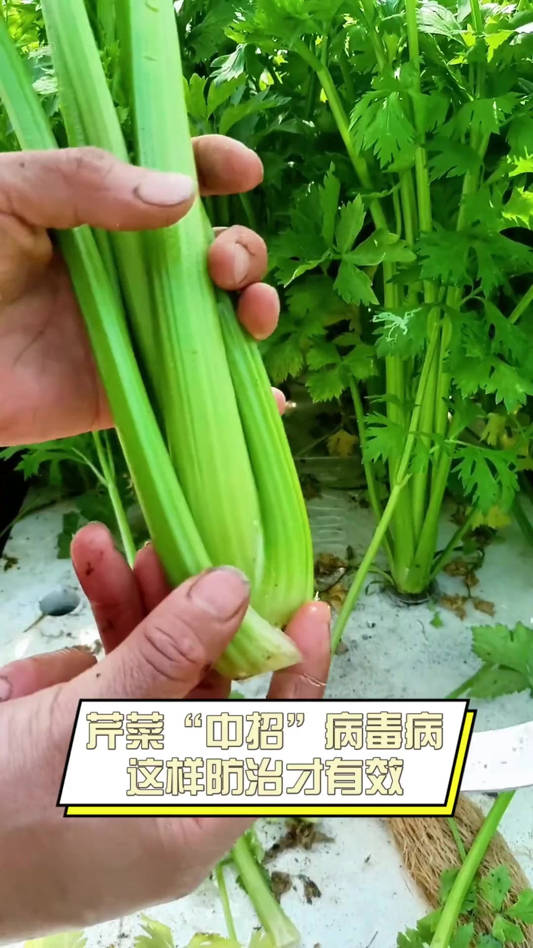 芹菜“中招”病毒病,这样防治才有效