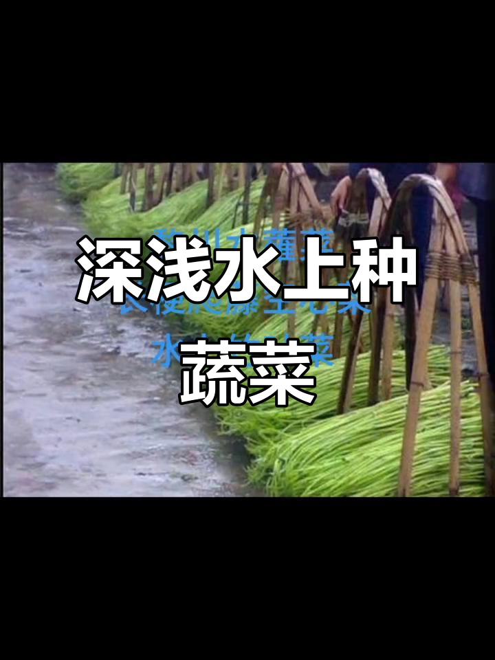 水上种植野菜,空心菜与竹叶菜的绿色美味