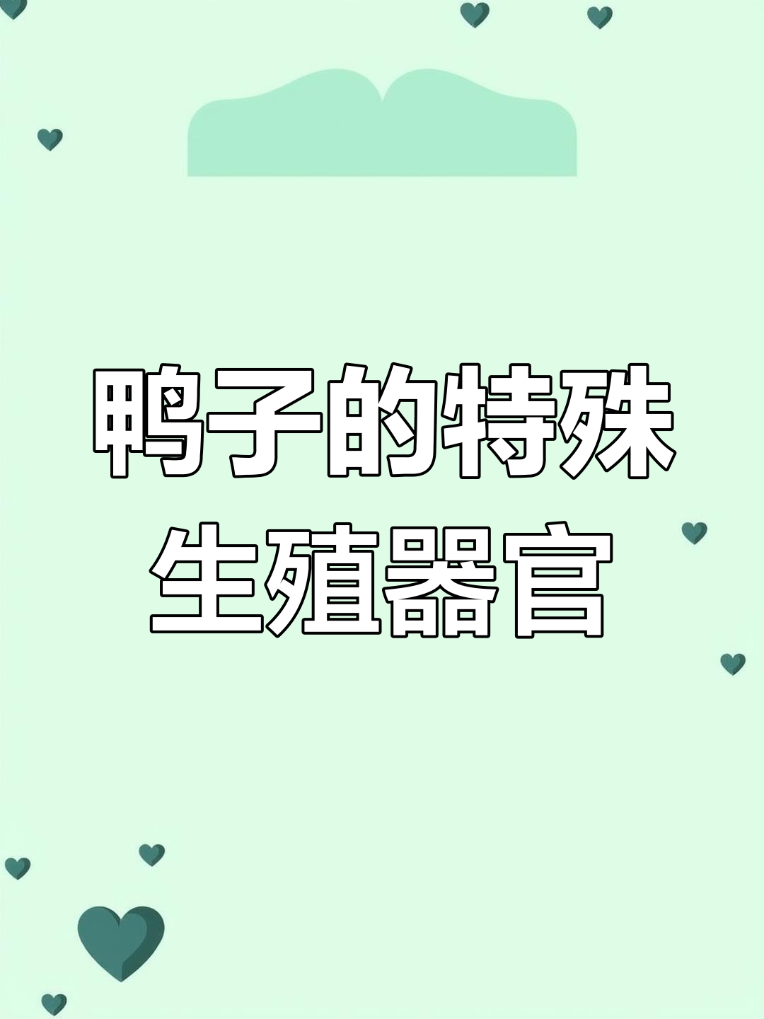 鸭子丁丁的独特结构揭秘:如何防止被强行交配