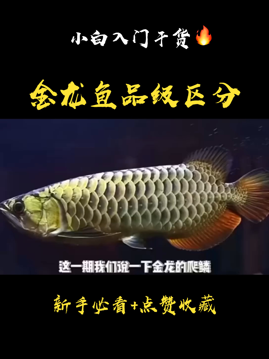 私藏干货 新手必看,金龙鱼的品级区分……