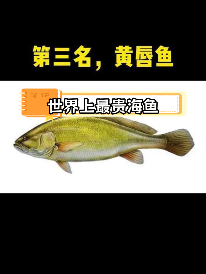 世界最昂贵的10种海鱼,黄唇鱼居首