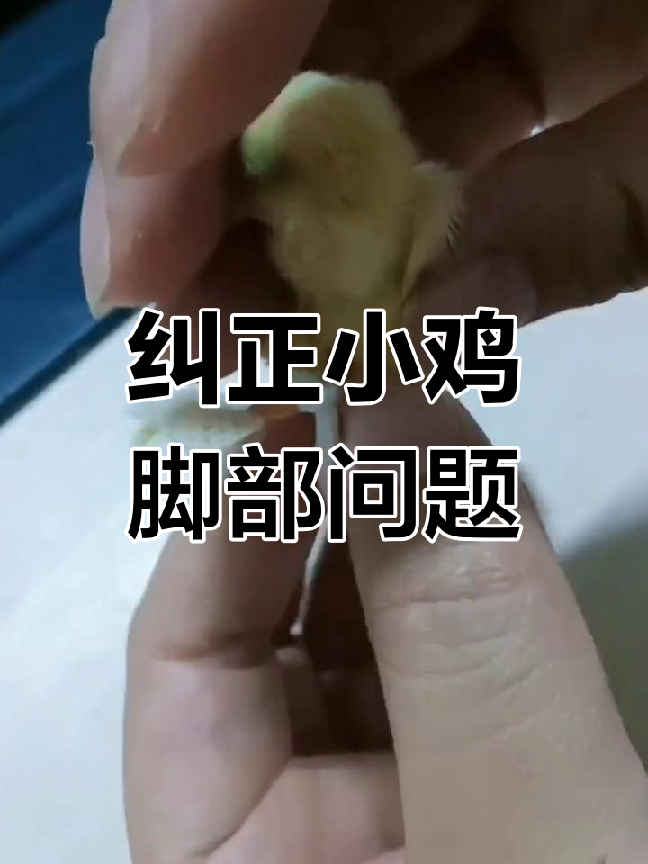 小鸡脚部矫正方法,避免终身残疾