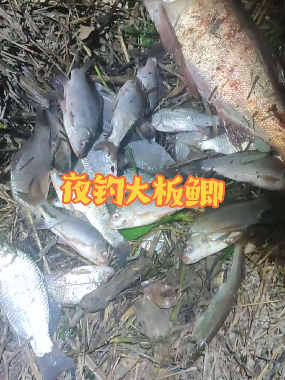 想晚上钓鲤鱼,结果钓了这么多鲫鱼,这算不算暴护 大板鲫 野钓 夜钓 户外钓鱼 休闲野钓