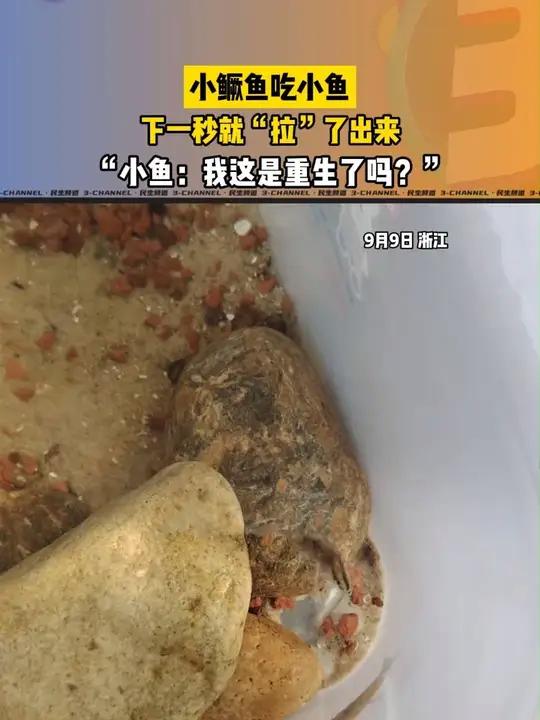 小鳜鱼吃小鱼,下一秒就“拉”了出来,连续多天都是如此……