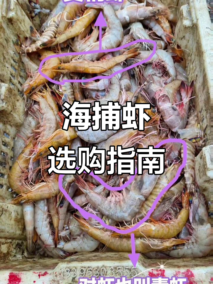 野生虾种类多,价格差异大,性价比高的选择在这里!