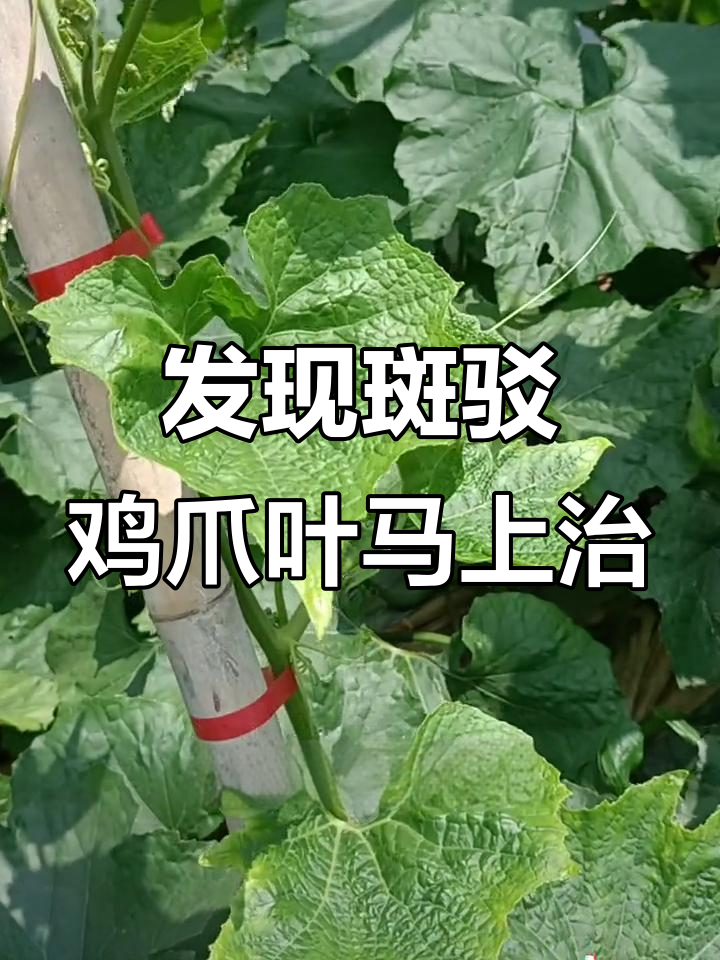 斑驳鸡爪叶一出现，病毒防治刻不容缓