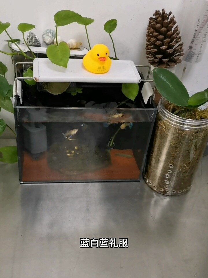 蓝白孔雀鱼与蓝礼服孔雀鱼繁殖的后代