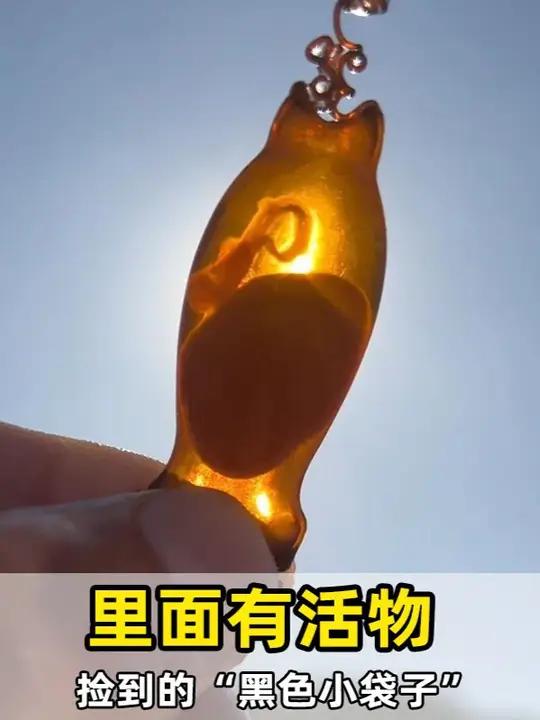 海滩上最容易被误认的东西,竟然是鲨鱼宝宝的家