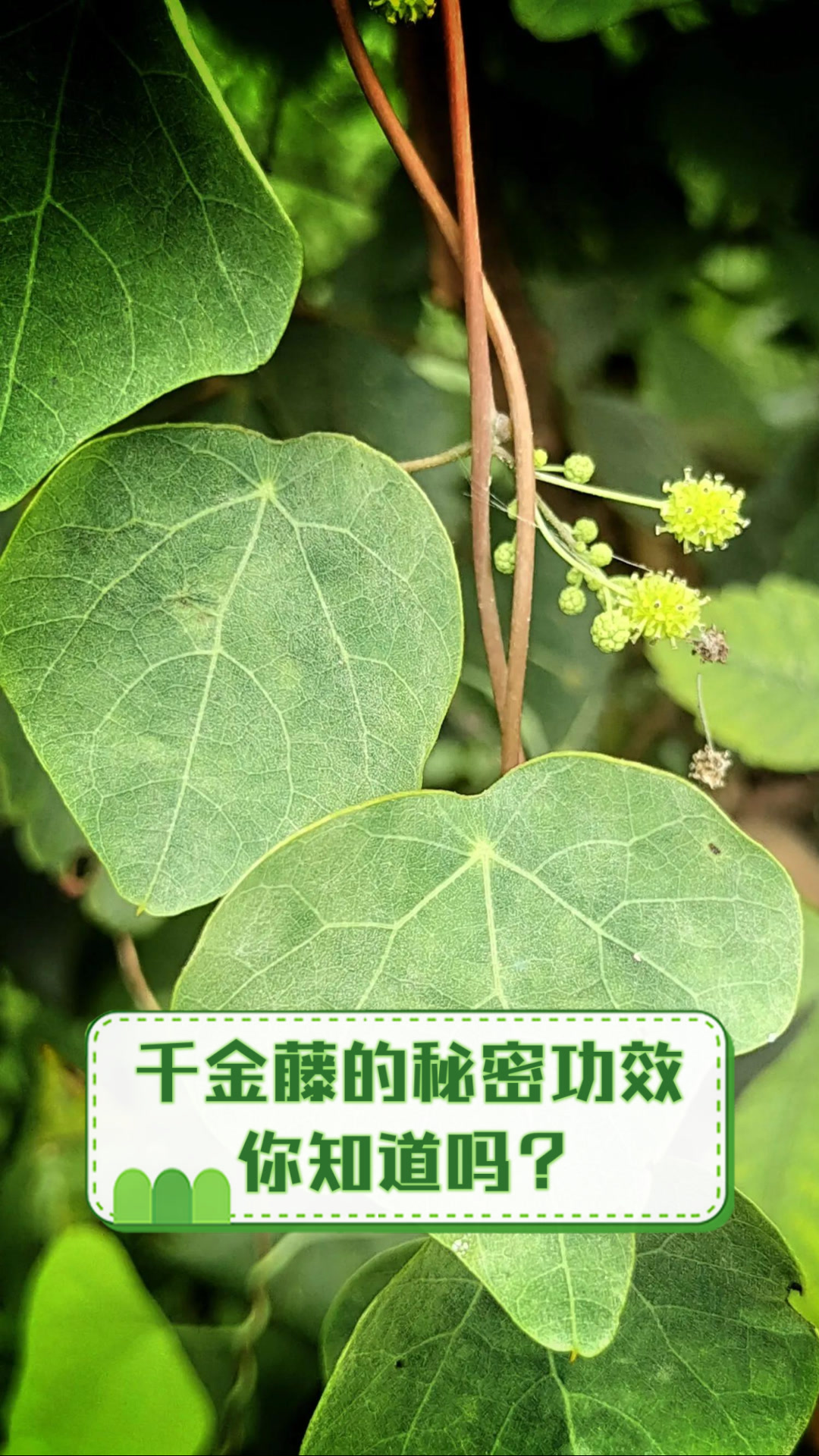 千金藤的秘密功效,你知道吗?