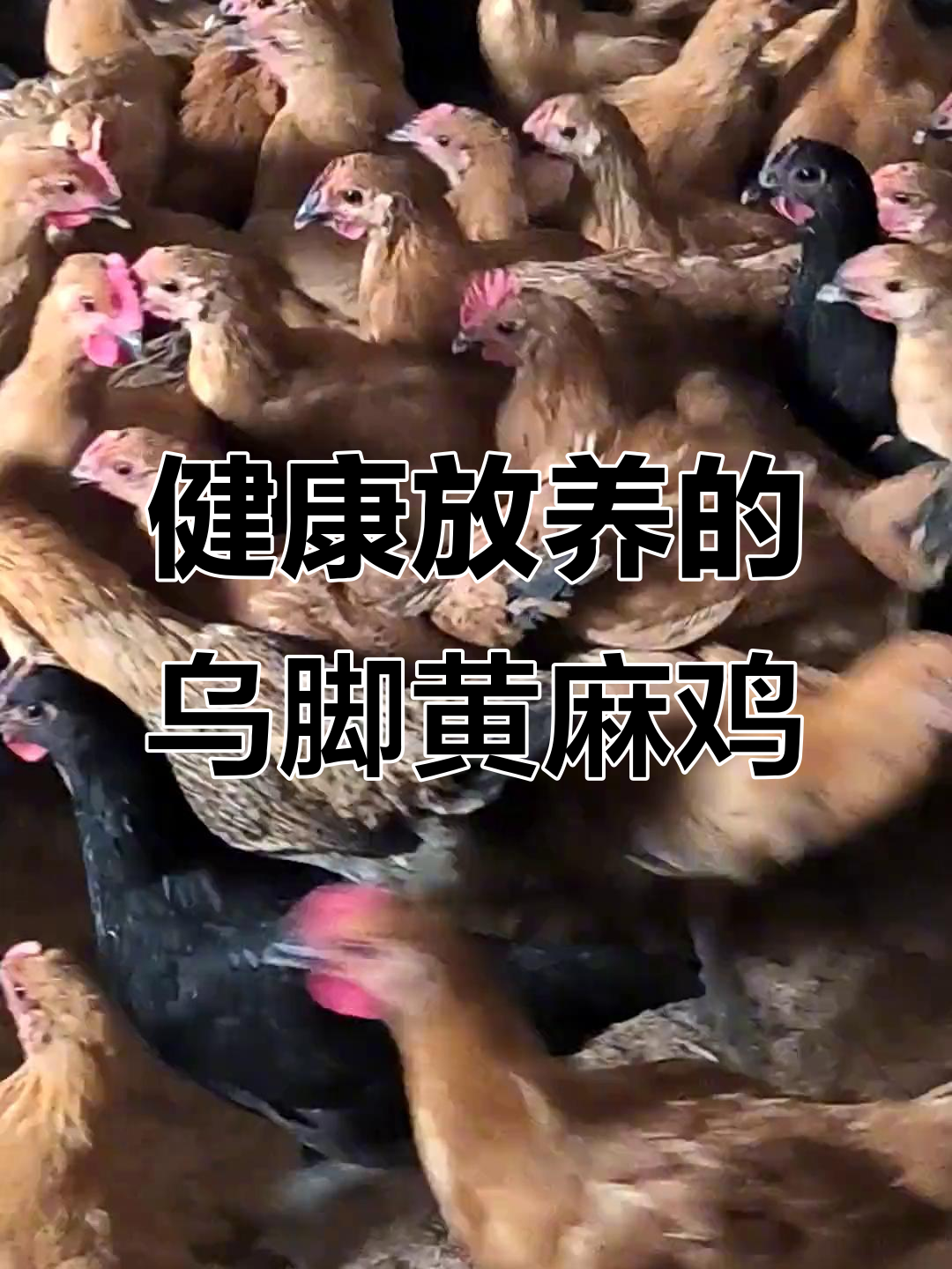 乌脚黄麻鸡与小脚黑母鸡，健康生态散养土鸡