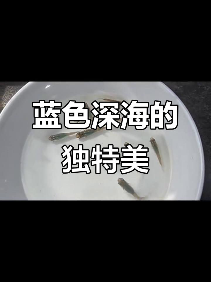 深海鱼:蓝膜光影与黑线魅力,透明缸里的美丽表现
