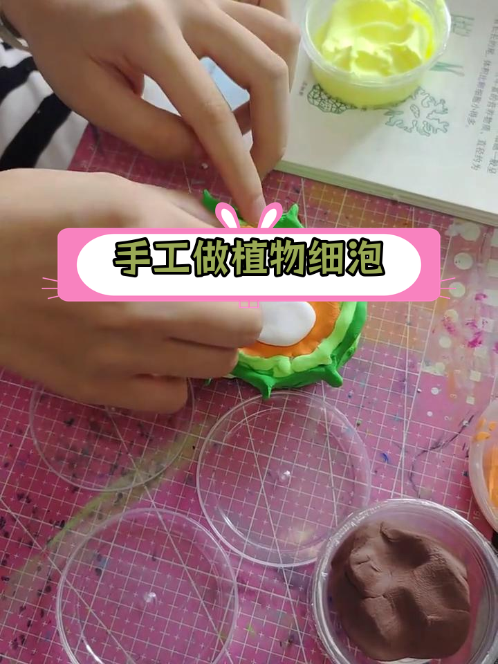 用泡沫板和粘土制作植物细胞模型