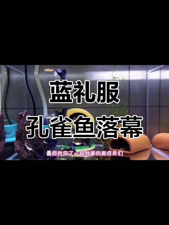 最爱的蓝礼服孔雀鱼离世,新成员加入填补空缺
