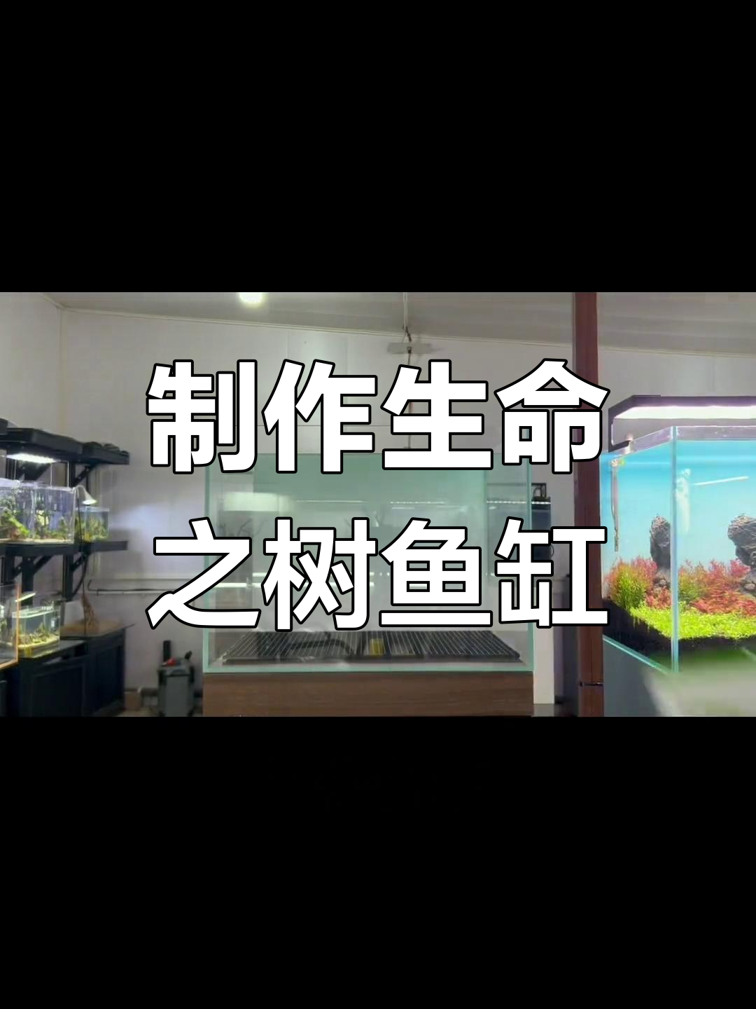 生命之树鱼缸造景全流程,打造自然水族环境