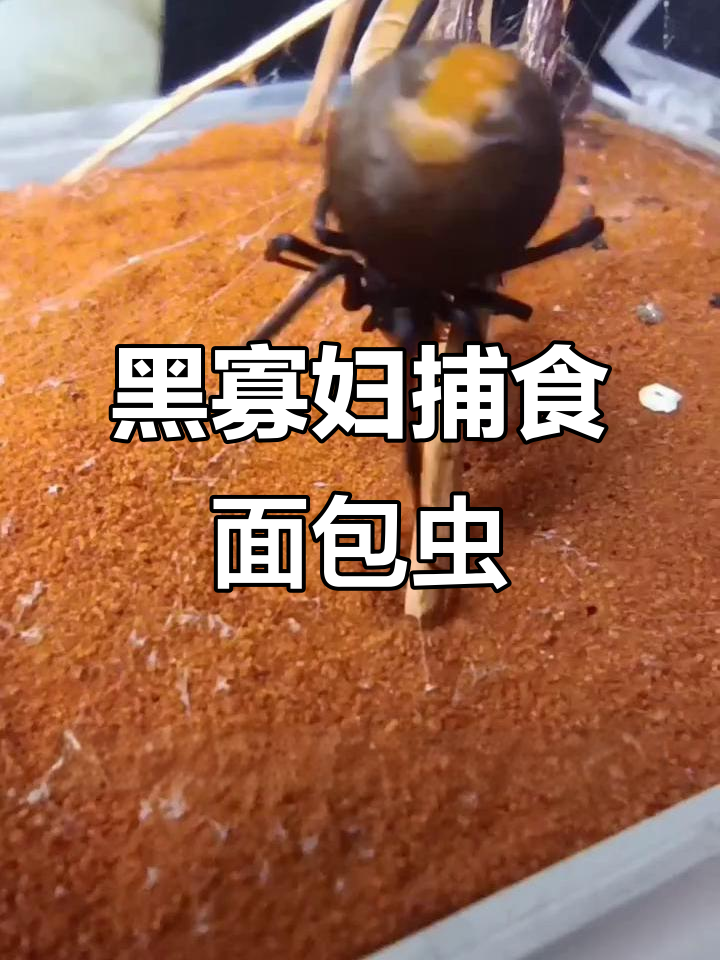 黑寡妇蜘蛛捕食面包虫，毒液一击致命
