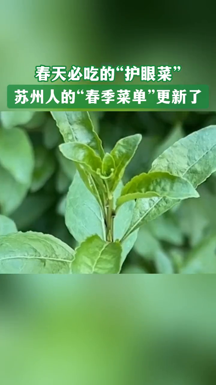 只知有枸杞,不知道还有“枸杞头”?苏州人春天必吃的“护眼菜”