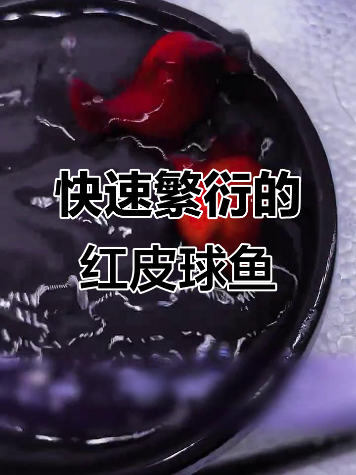 红皮球鱼：超能繁殖，轻松养到大肚子生小鱼