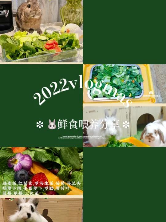 鲜食分享|鲜食喂养的兔兔都在吃什么