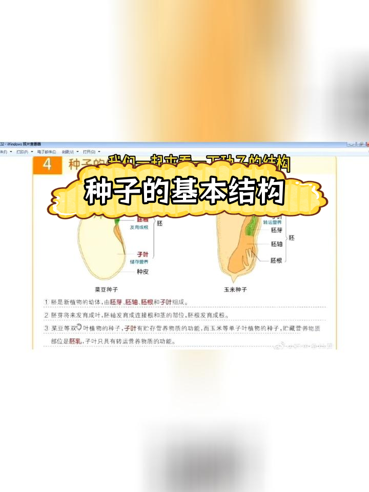七年级生物:种子结构大揭秘