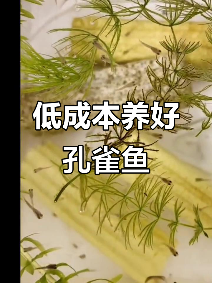 孔雀鱼苗养殖技巧:简单生态,高成活率