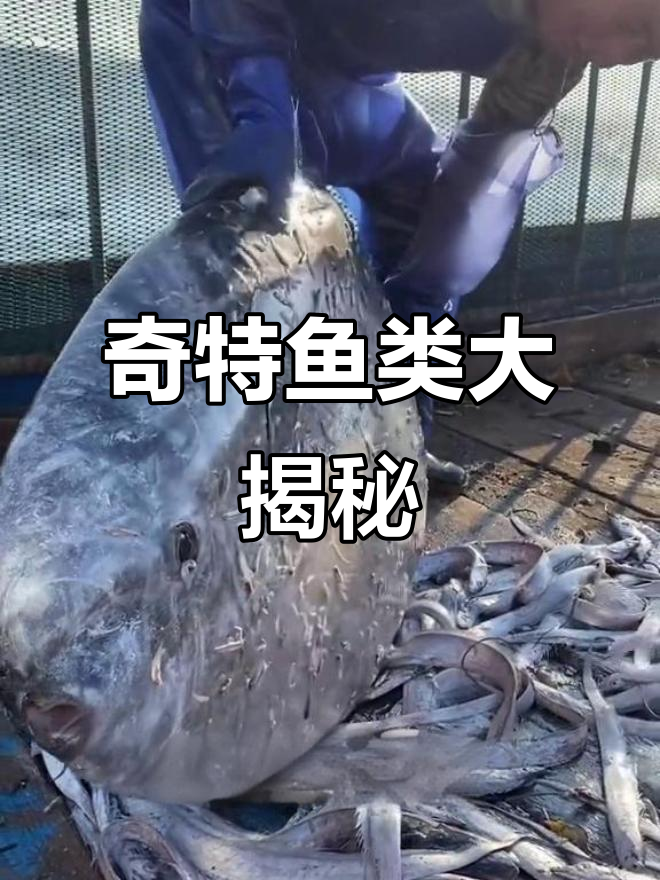 13种长相奇特的鱼，看看你认识几种？