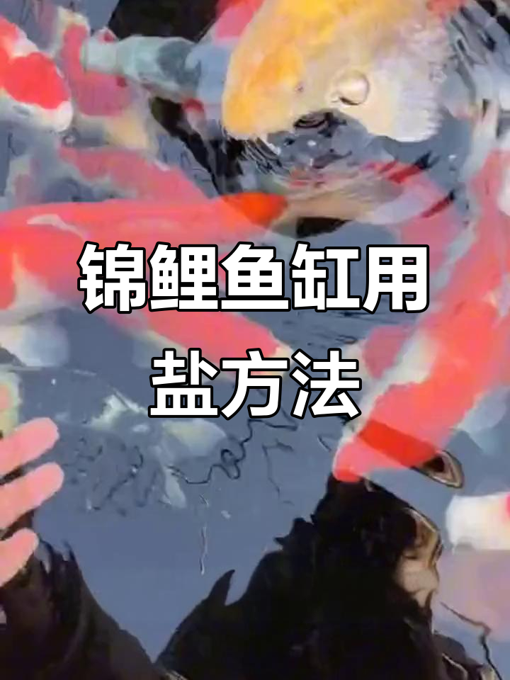 锦鲤鱼缸加盐技巧,如何正确使用盐水治疗疾病