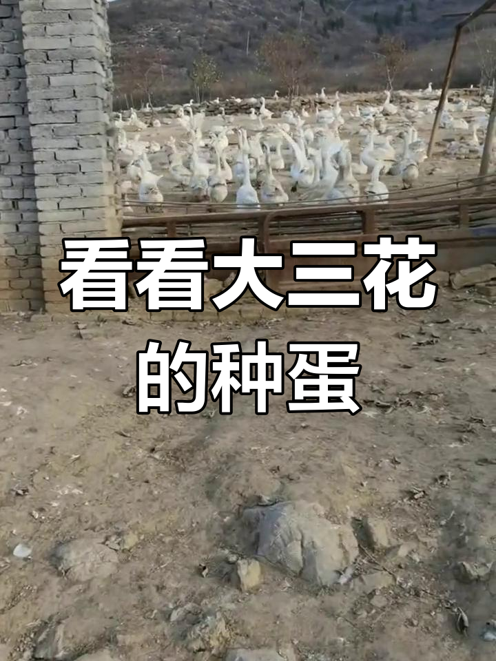 大三花种蛋揭秘:公母比例与挑选标准