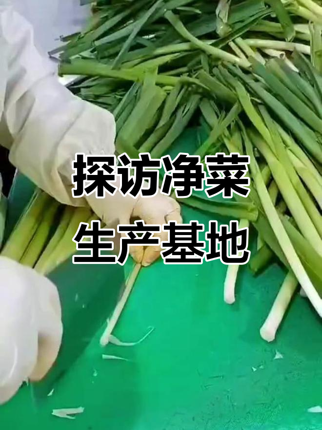 走进净菜工厂，揭秘蔬菜清洗与分拣全过程