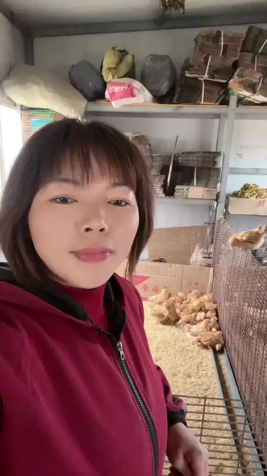 哪里能买到品质优良的鸡苗?