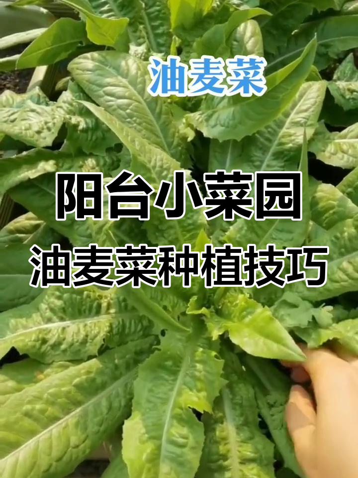 小阳台也能种油麦菜,蔬菜种子选对才行