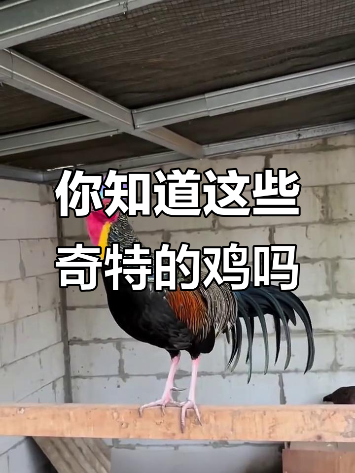 20种奇特鸡类大揭秘，你认识几种？