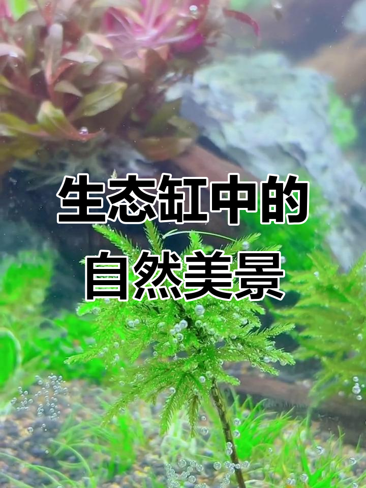鱼缸里的热带风情,植物与水景的完美融合