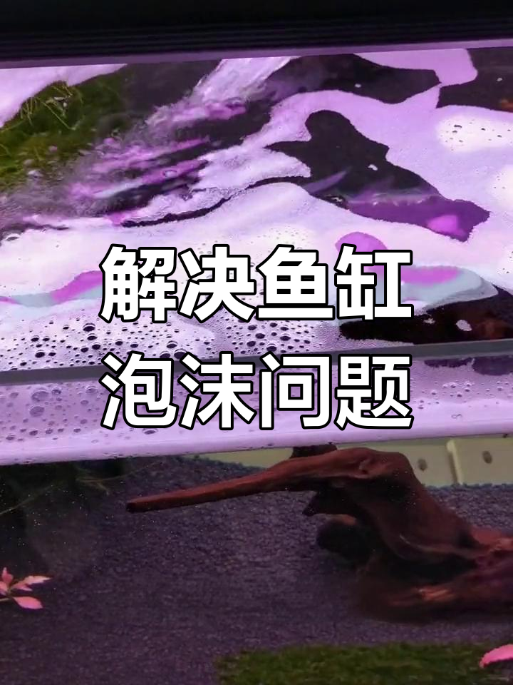 鱼缸泡沫多?这些方法帮你解决水质问题