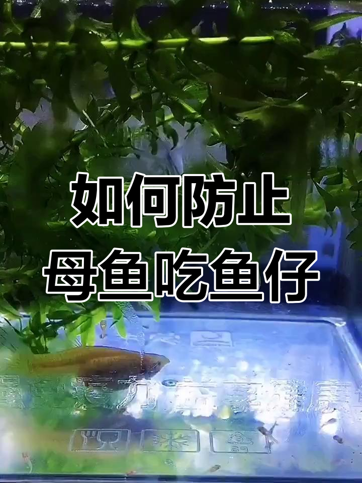母鱼生仔技巧大揭秘,如何避免被吃掉?