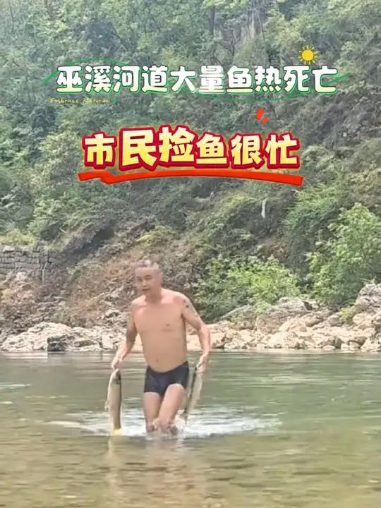 据官方消息:因前段时间的持续高温,巫溪大宁河沿线较多洋鱼被热亡!岸边漂浮的鱼随手可抓,河道