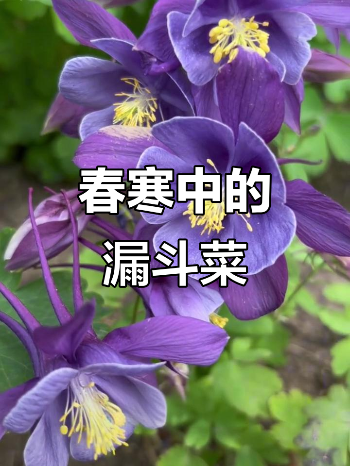 春雨系列漏斗菜:大花倒开,春季花园的主角