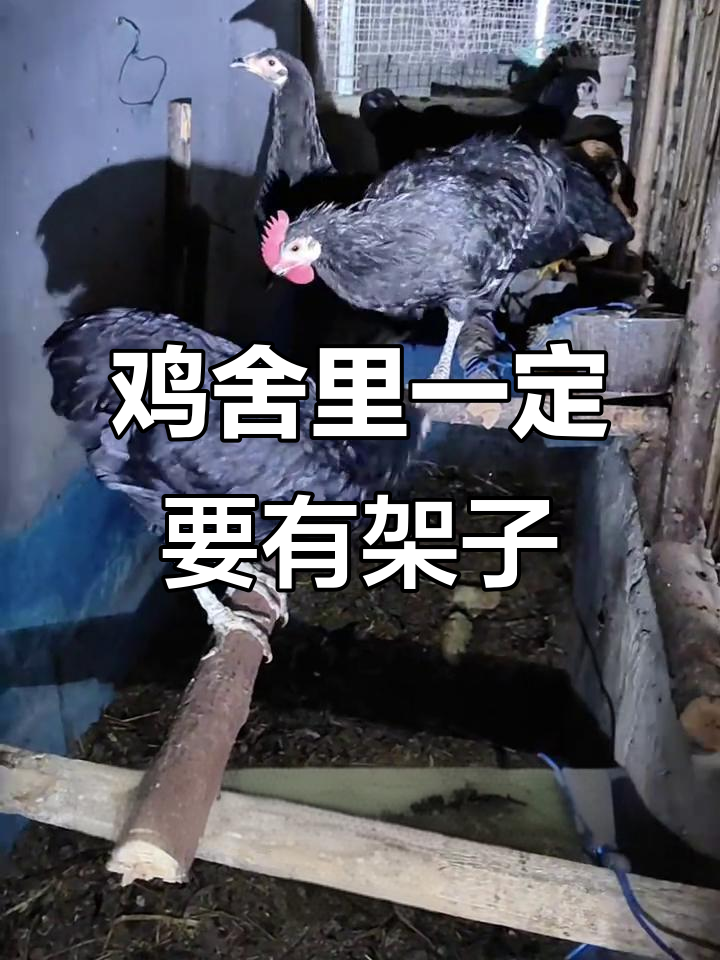 养鸡必搭架子,健康又安全