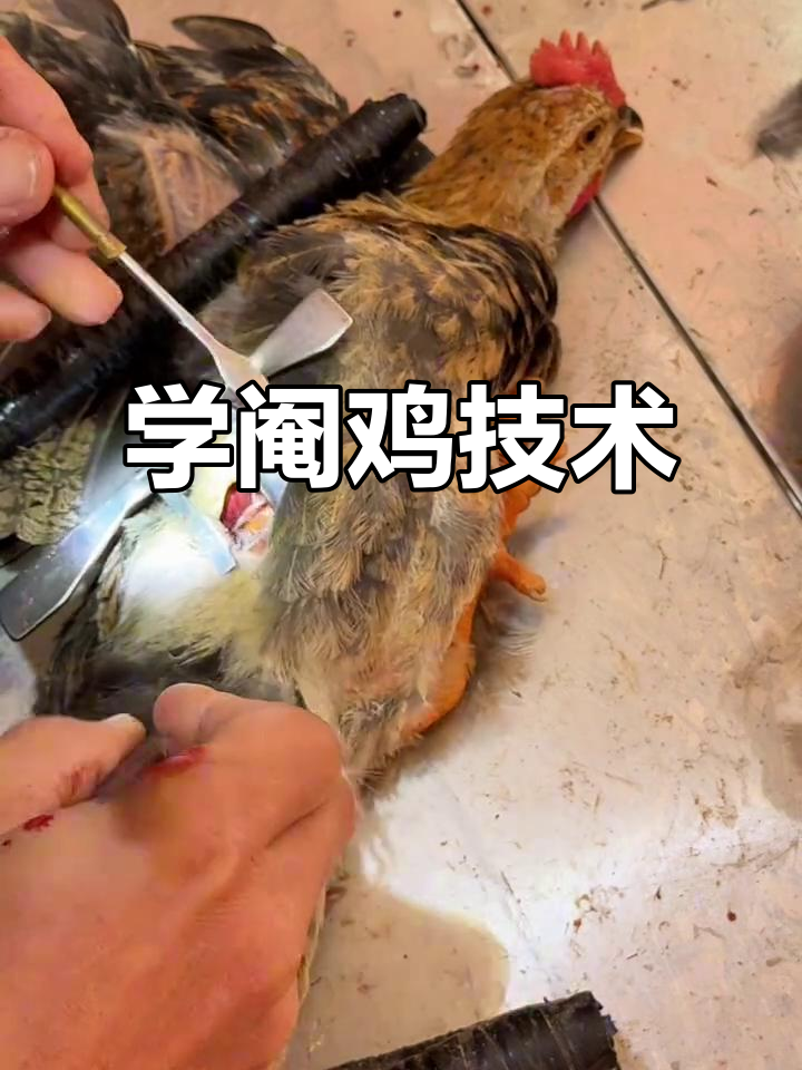 详细步骤教你轻松阉鸡,传统技艺传承不容错过