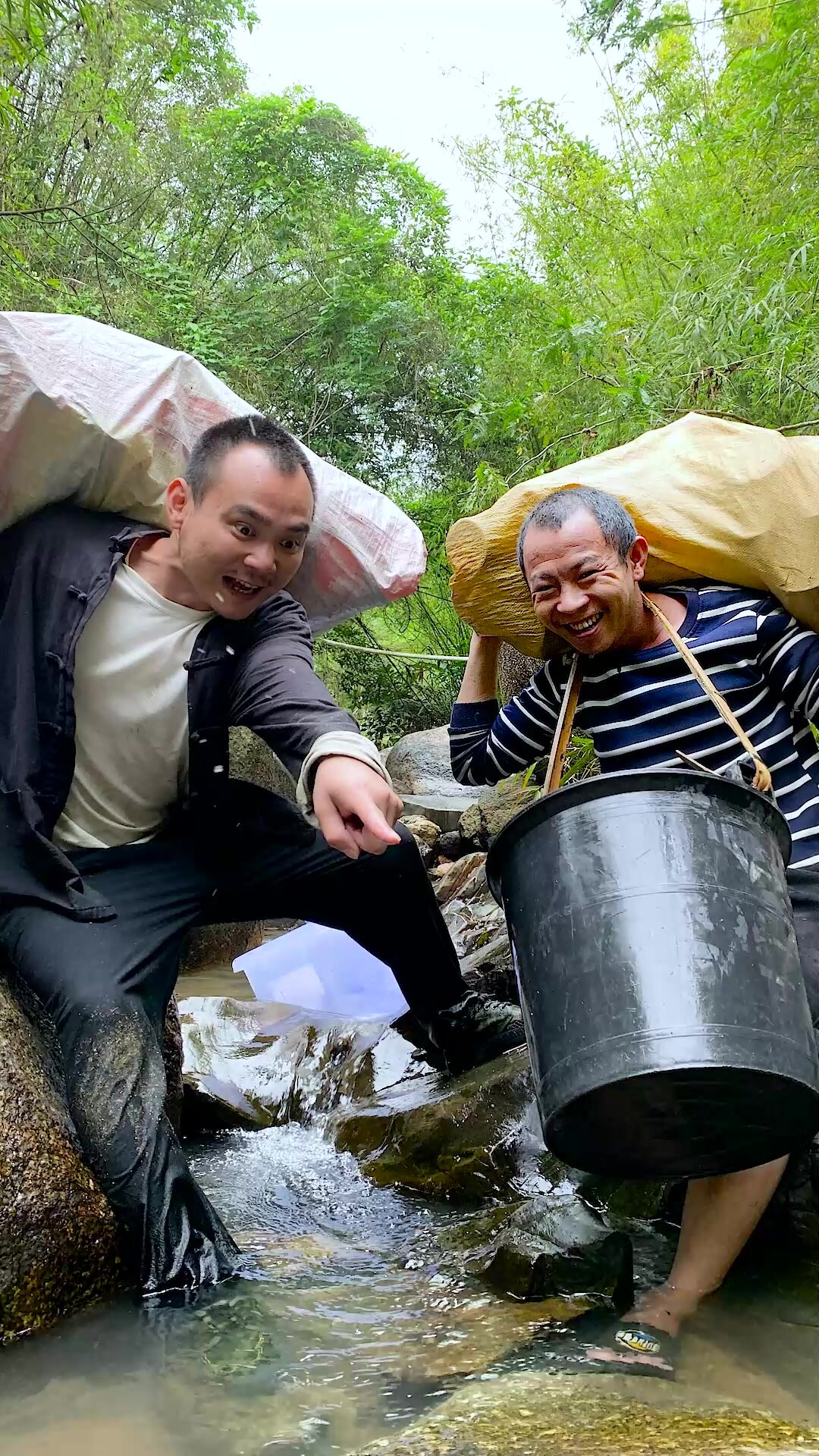 30块一条的斗鱼,却引发出大鹅的悲剧……