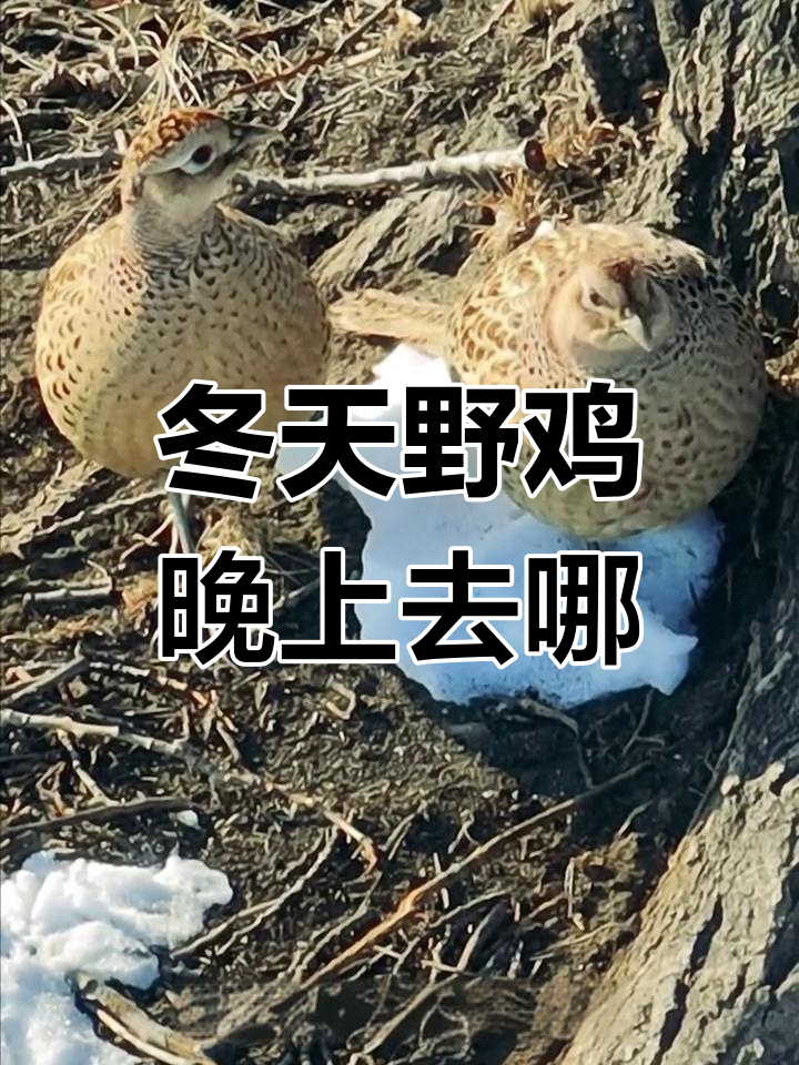 冬季野鸡夜晚藏身地揭秘