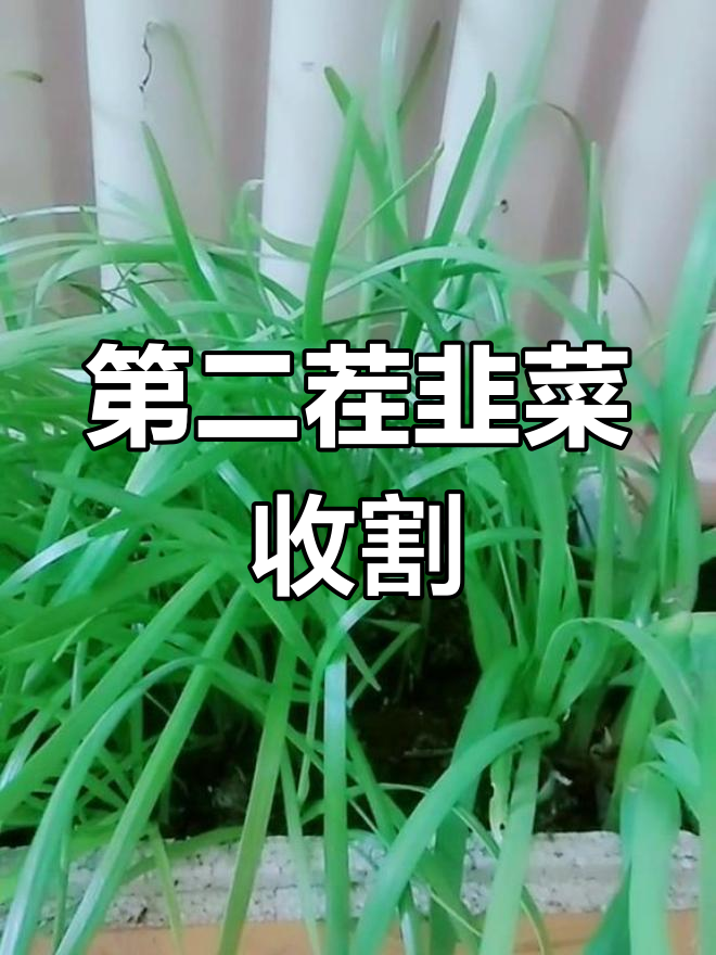 韭菜收割第二茬,轻松自采,根养得好来年更丰盈